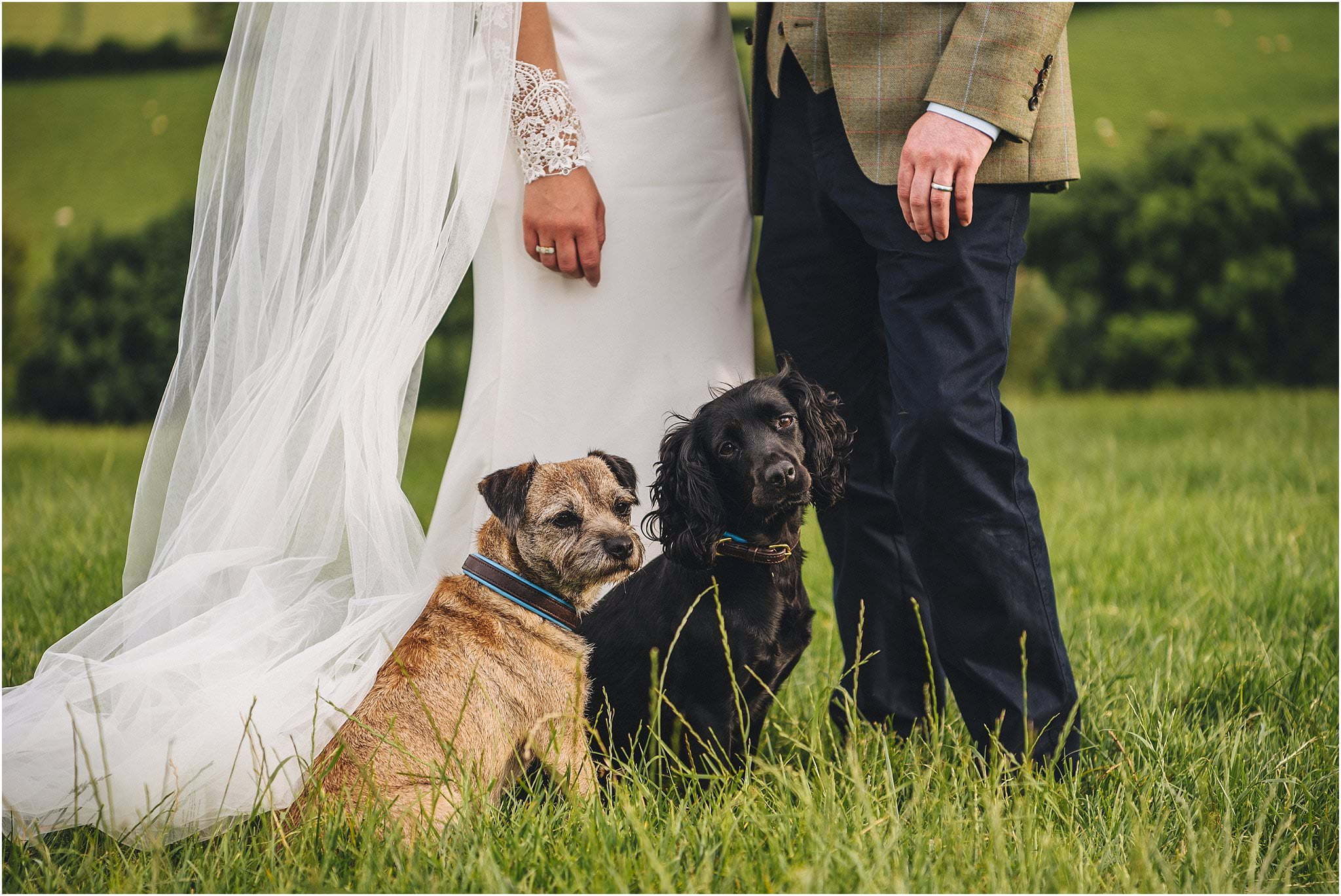 bride groom and dogs