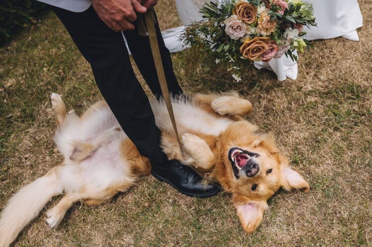 dogs at weddings at Pauntley court