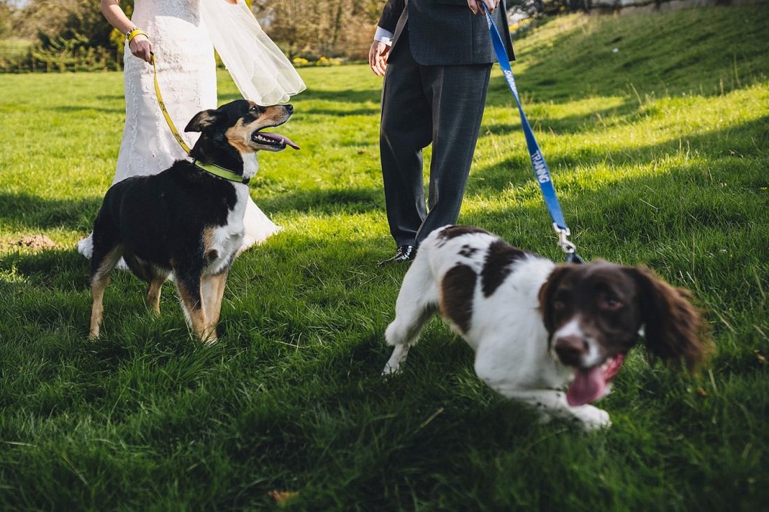 bride groom with dogs