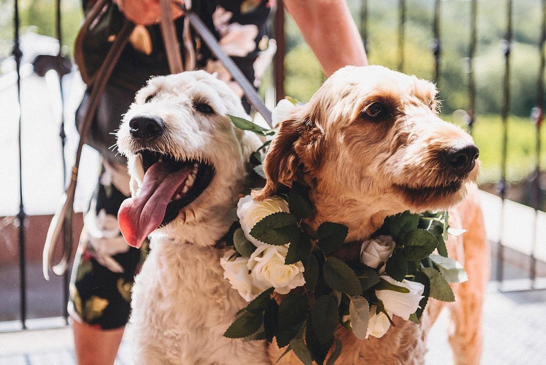 dogs at weddings