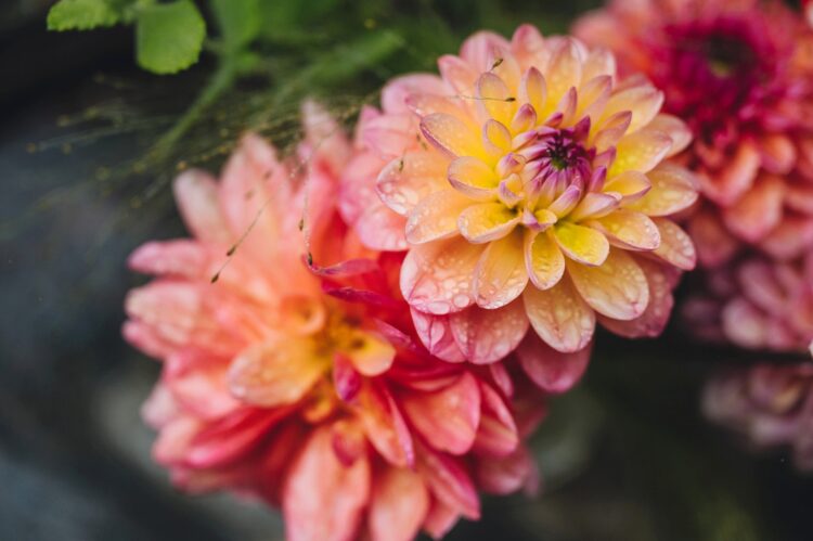 flowers in rain