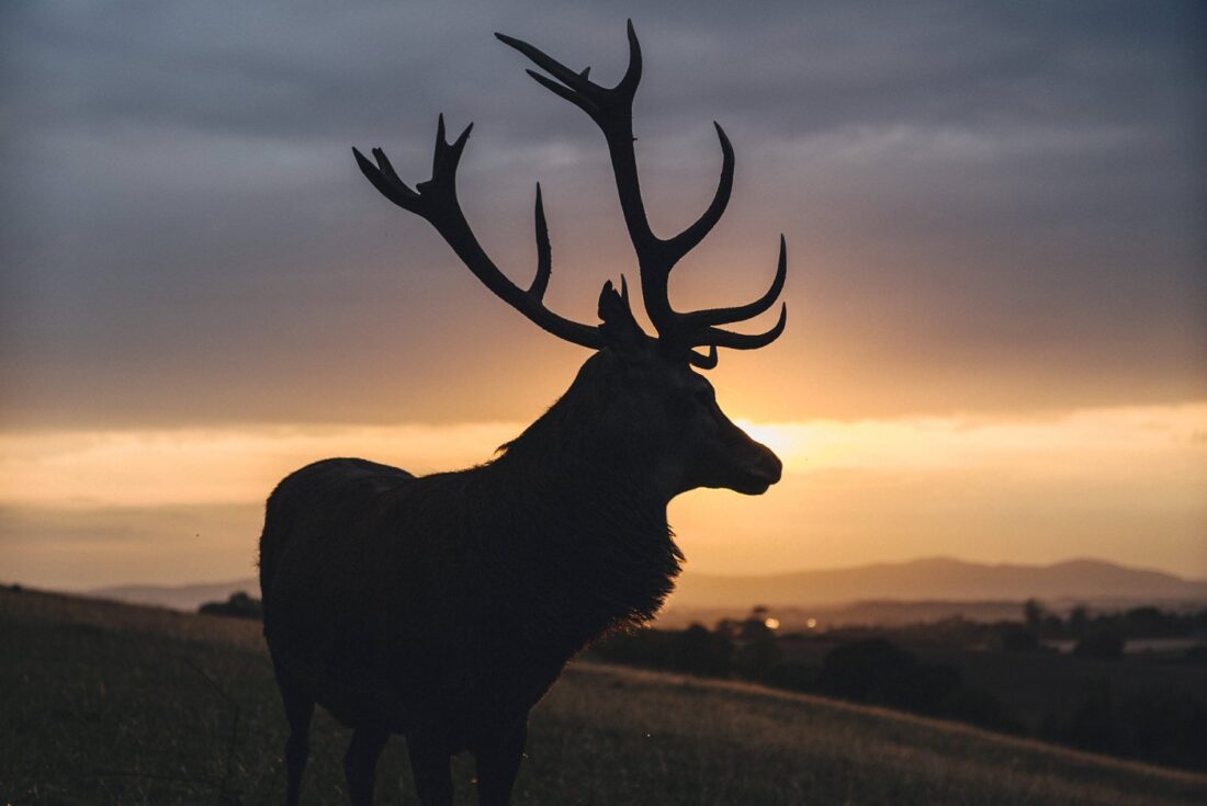 the majestic deer at deer park looking at the sunset, Malvern Hills in the background