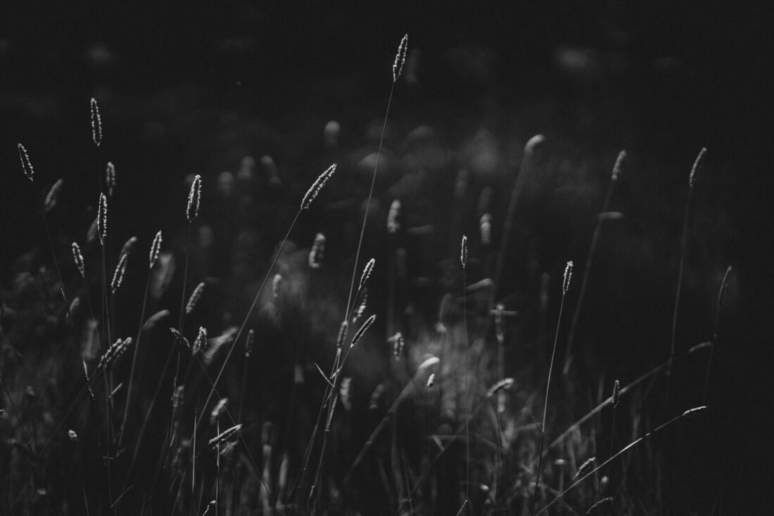the meadow beauty, the perfect backdrop for a wedding photography shoot, Elmore Court wedding photographer