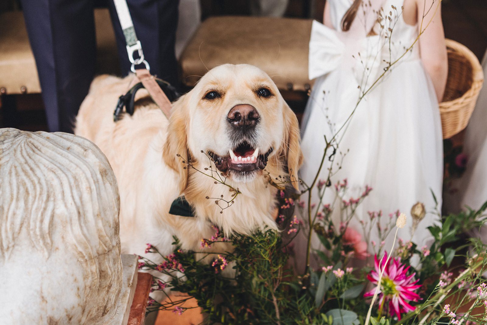 dogs at weddings