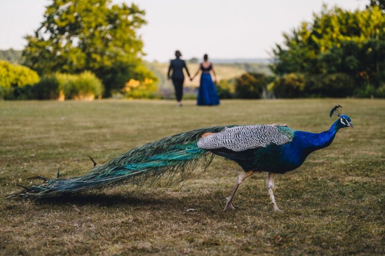 LGBTQ wedding photographer hindu brides and a peacock
