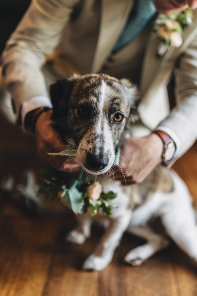 dog friendly wedding venue Shucknall Court hereford